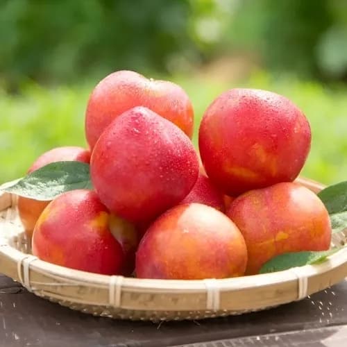 새콜달콤 대석 자두 1kg (30개 내외) (무료배송)