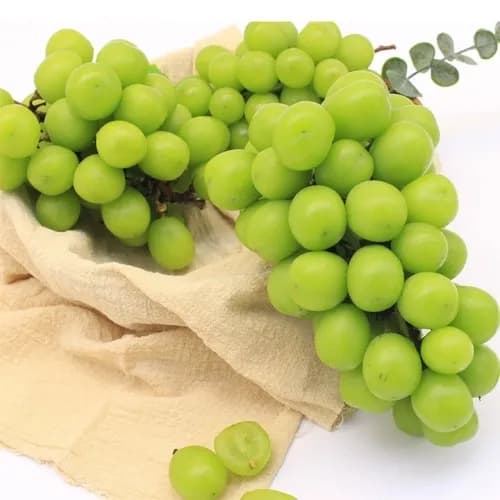 샤인머스켓 500g (1수) (무료배송)
