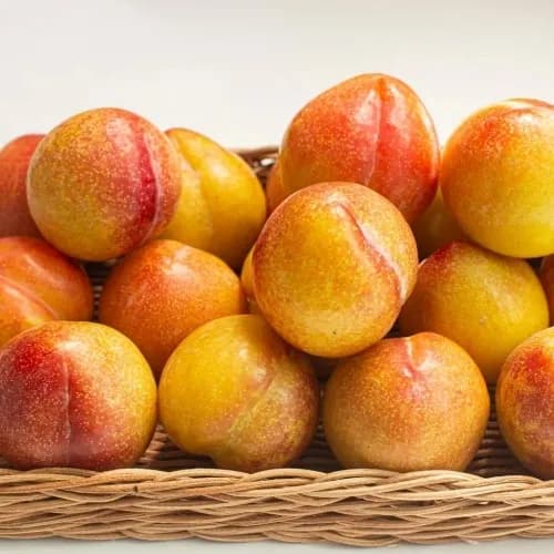 추희 자두 4kg