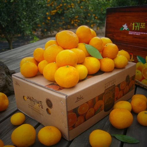 타이벡 감귤 10kg 2L 밀감 귤 서귀포 위미 제주 황금향 5kg 노지 (11,900원/4,500원)