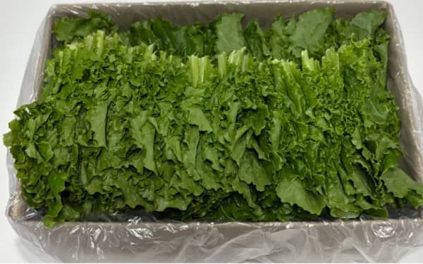 익산 꽃상추, 청상추 1kg, 2kg