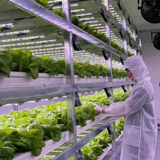 샐러드 채소 1kg