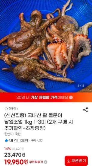 국내산 활 돌문어 당일조업 1kg 1-3미 (19,950원/무료)