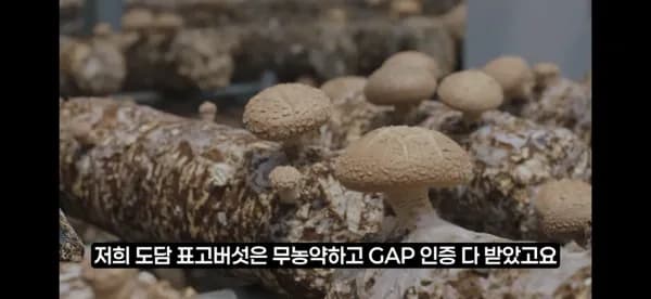 국내산 생표고버섯 상품 500g(아이스포장) (6,930원/무료)