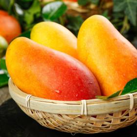 20%+5%/ 태국 마하차녹 무지개망고 4kg(8-12과) ( 22,430원 / 무료 배송 )