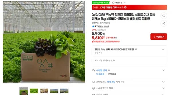 지마켓)(신선집중) 무농약 친환경 유러피안 샐러드야채 모듬쌈채소 1kg 바타비아 크리스탈 버터헤드 로메인