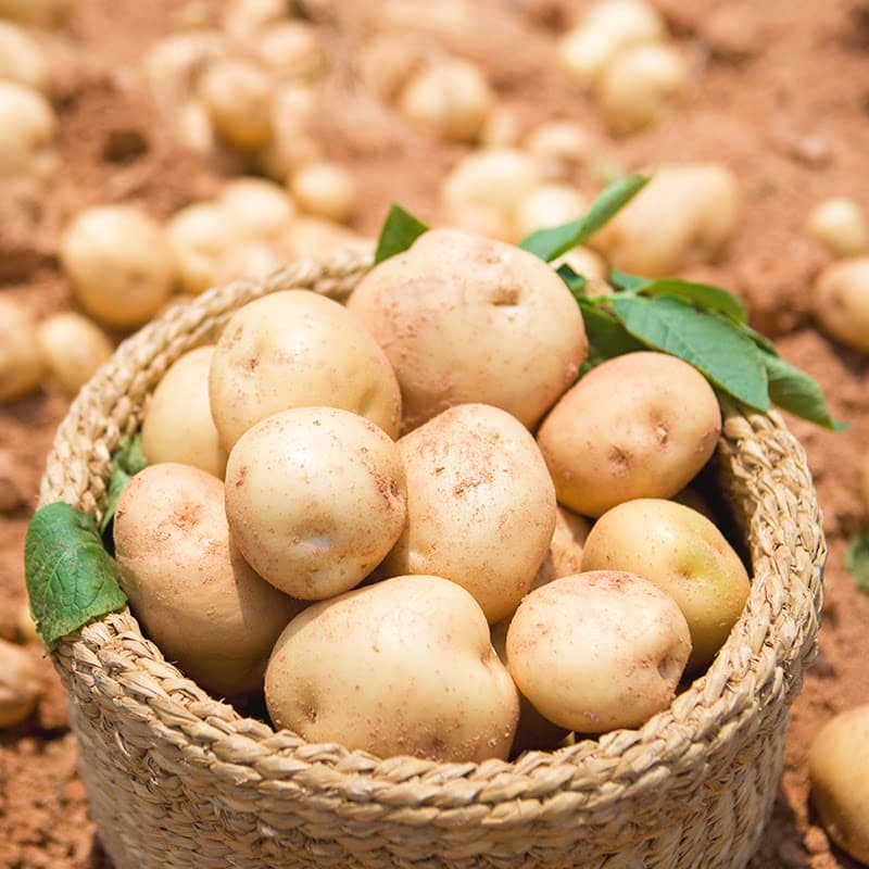햇감자 3kg 중 (3,850원 / 무료)