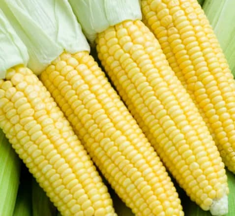 네이버단독 사과식감 애플초당옥수수 고당도 5개입 10개입 (11900원/무료)