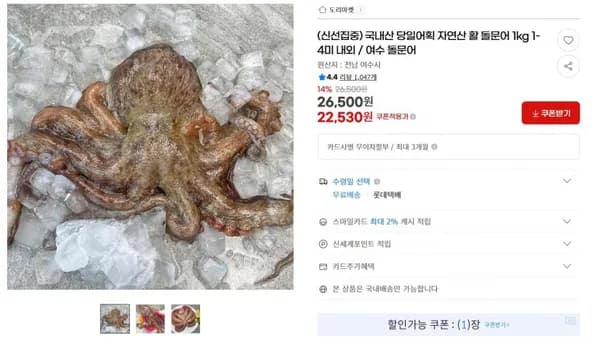 국내산 자연산 활 돌문어 1kg 1-4미 내외