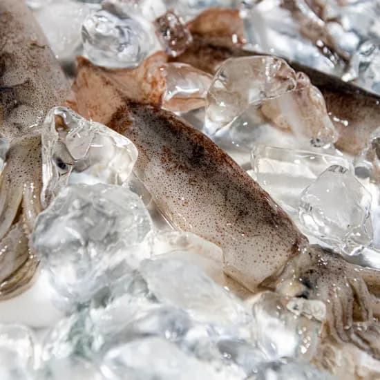 급냉 총알한치 14900원