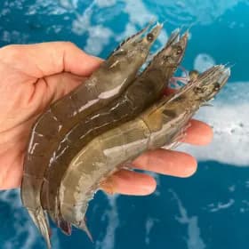 국내산 흰다리새우 1kg 대 30-35미 1kg 특 25-29미