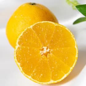 제주 황금향 가정용 하우스 황금향 2kg 5~13과내외
