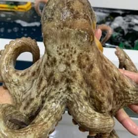 국내산 자연산 활 돌문어 1kg (1-3미)