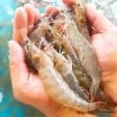 국내산 활새우 1kg 30미~35미, 25미~29미