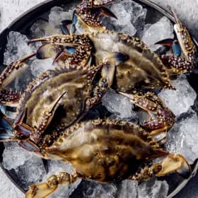 태안 자연산 통통 활 꽃게 2kg 6-10미