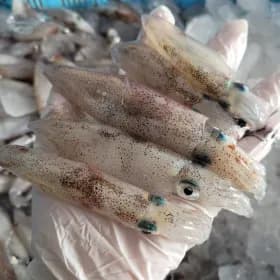 총알한치 1kg 30~50미