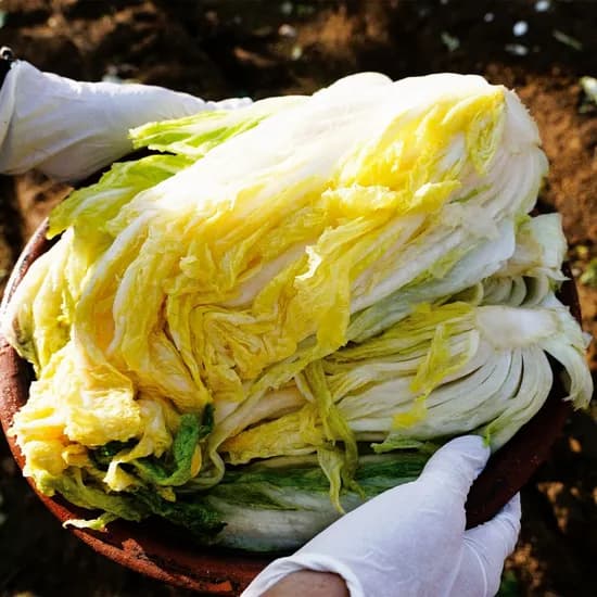 해남 절임배추 20kg