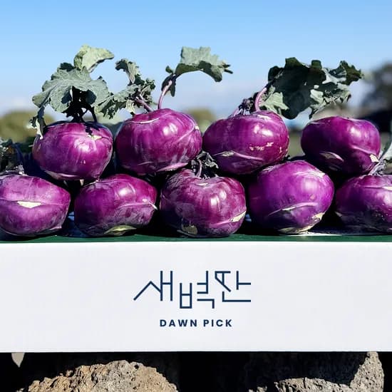 제주 콜라비 3kg 혼합