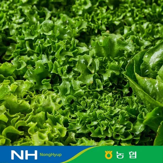 동김제농협 유러피안샐러드 6종 중 3-4종 랜덤발송 1kg (7,300원/무료 배송)