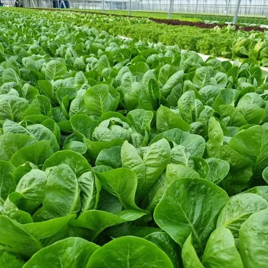 산지직송 무농약 친환경 유러피안 샐러드 채소 1kg (무배/9900원)