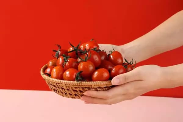 스테비아 방울 토마토 500g x 4팩 로얄대과 (1~2번과) (15,510원/무료 배송)