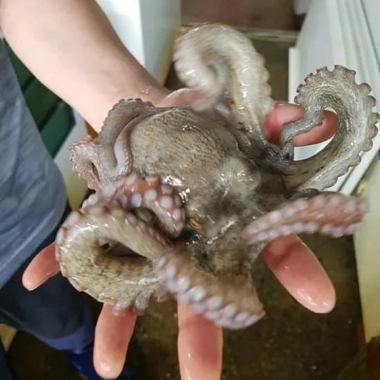 완도 돌문어 1kg 내외(1마리~3마리) (29,840원/무배)