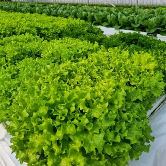 유러피안 샐러드 혼합 1kg