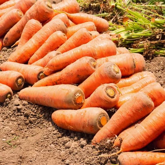 제주 구좌 당근 상 5kg (8,280원/무배)