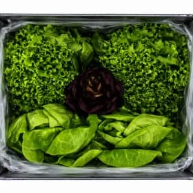 유러피안 샐러드채소 1kg 외 다양