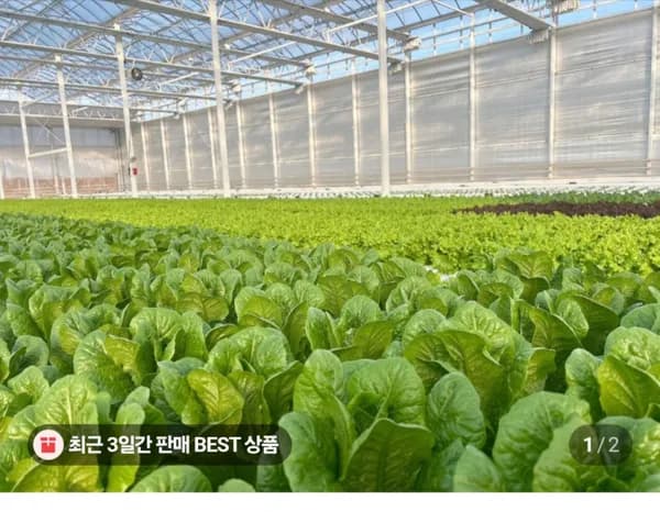 유러피안 샐러드 외 다양 1kg