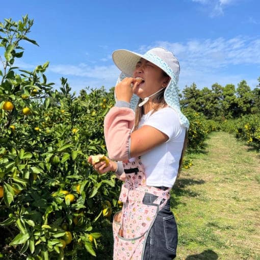 제주 노지감귤 10kg 대과
