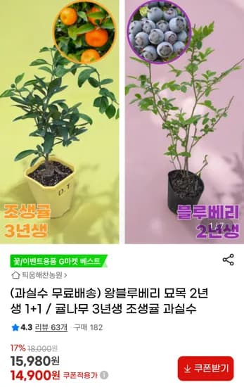 블루베리 묘목 1+1 2년생