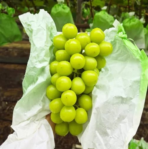 샤인머스켓 2kg