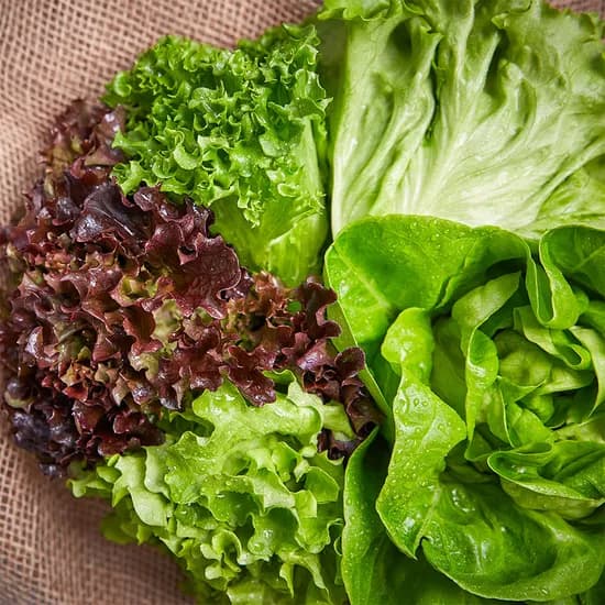 유럽 샐러드 채소 야채 1kg 6종 유러피안 버터헤드 로메인 루꼴라 바질