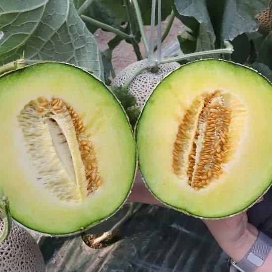 국내산 머스크 멜론 대과 1수 2kg 4720