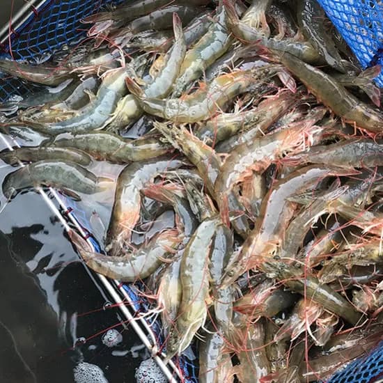 산지직송 신안 흰다리새우 1kg 30~40미 내외