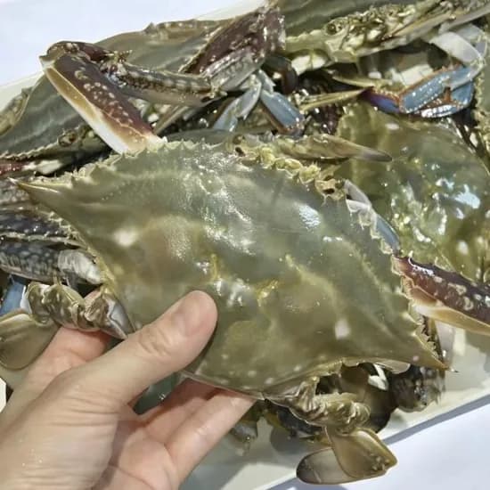 국내산 서해 5도 제철 가을 활 숫꽃게 1kg 4~6미 제철 살이 오동통 오른 꽃게 생물 빙장포장