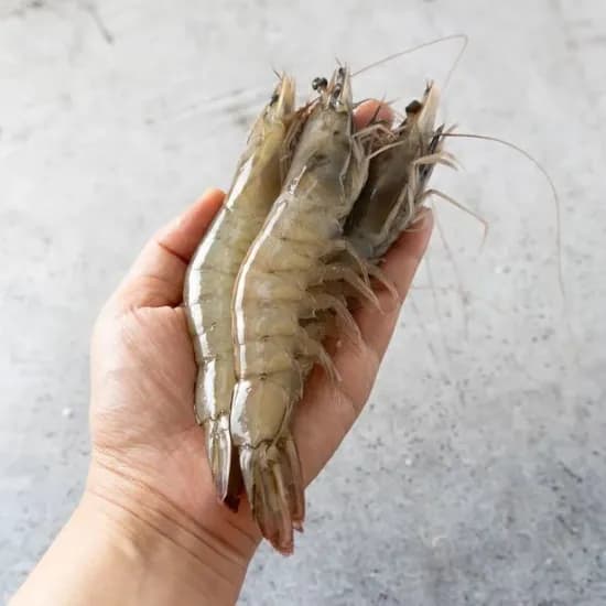 국내산 통통한 흰다리 새우 횟감 생물 활새우 1kg 30미내외