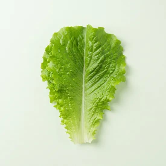 로메인 청상추 1kg 1박스