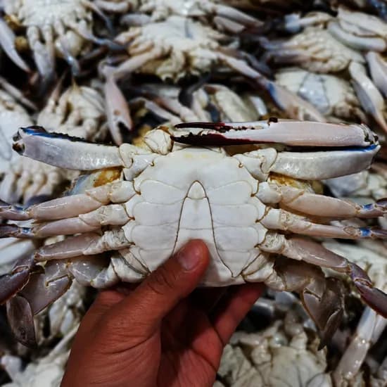 활 숫꽃게 1kg 1kg 총 2kg
