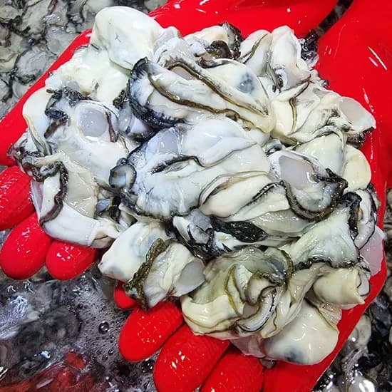 평화수산 통영 생굴 1kg 제철 깐굴 통영 굴