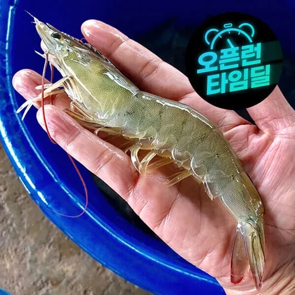 국내산 제철 흰다리 왕새우 大 1kg(30미 내외) 생 새우회 횟감
