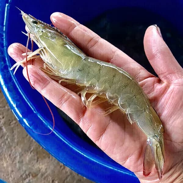 국내산 제철 흰다리 왕새우 大 1kg(30미 내외) 생 새우회 횟감