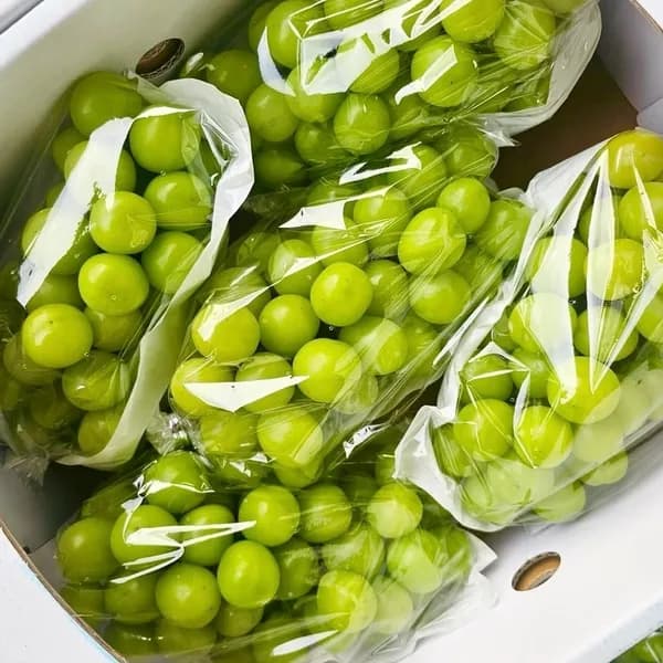 프로프룻 샤인머스켓 특품 2kg 1박스