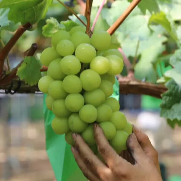 고당도 달콤한 샤인머스켓 2kg (2수) 특품