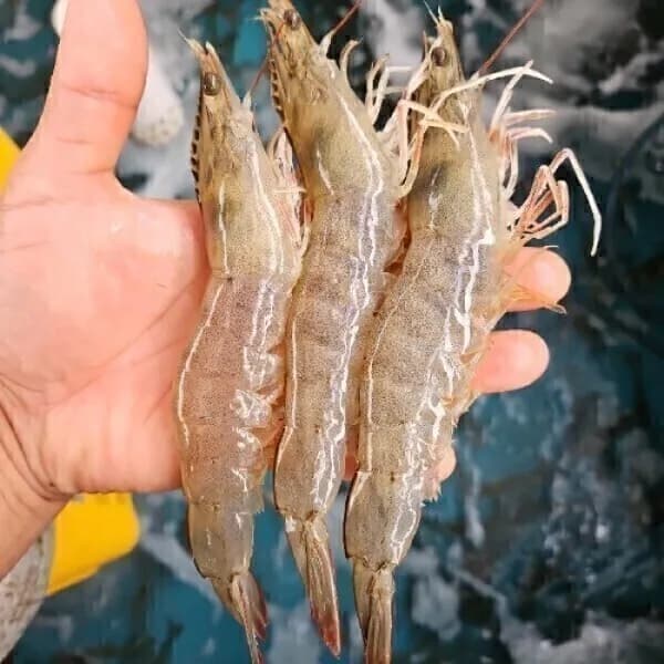 국내산 제철 활 왕새우 1kg (35미 내외)