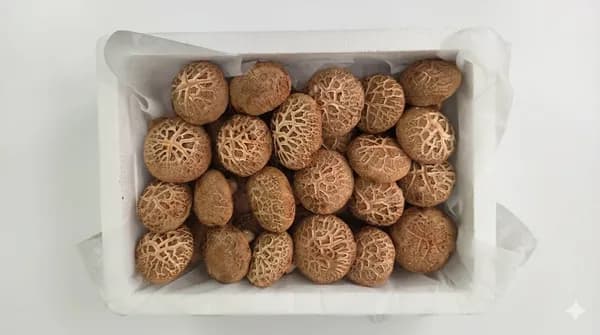 국내산 생표고버섯 가정용 1kg