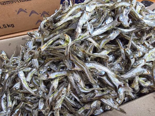 남해안 햇 멸치 다시용/안주용/무침용 고주바 멸치 1.5kg