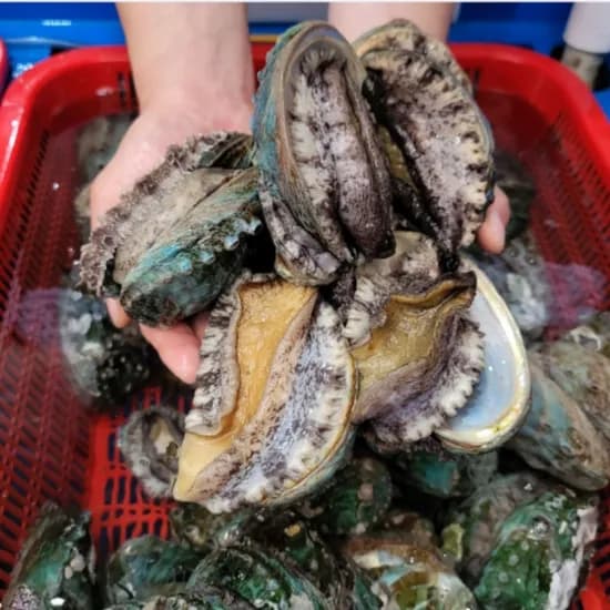 완도 산지직송 활 전복 1kg (11~12미)