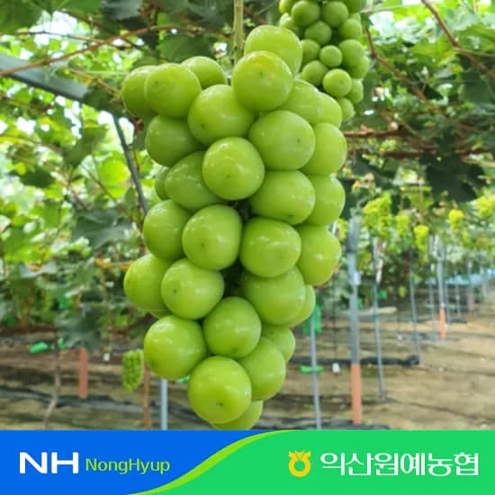 익산원예농협 새콤달콤한 샤인머스켓 2kg